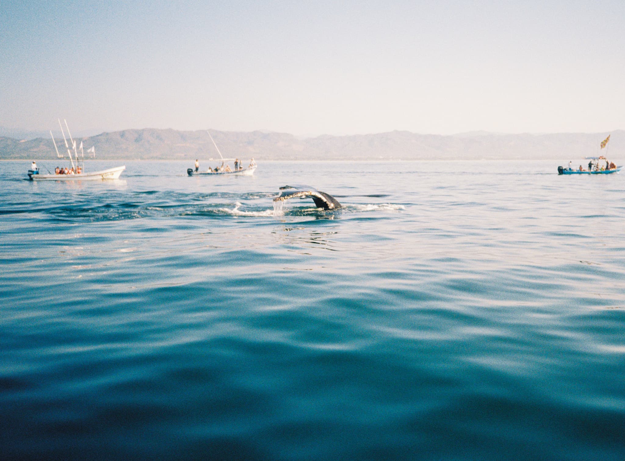 picture of the sea where a whale tail emerges from the water