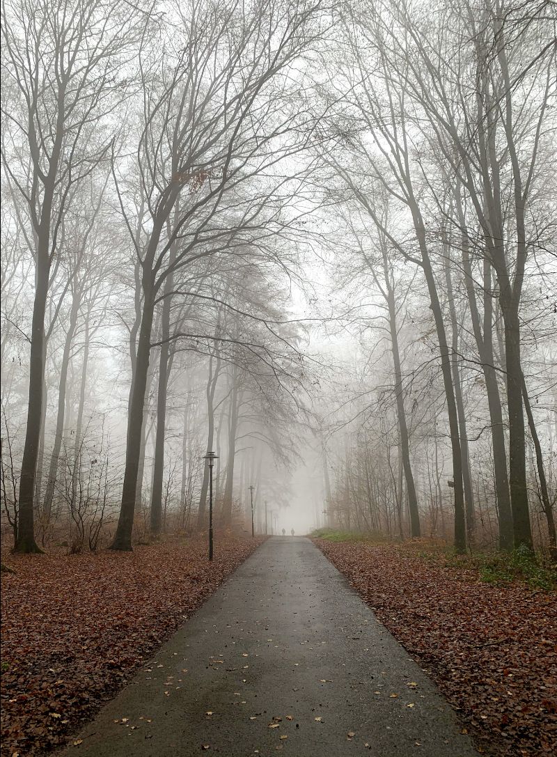 Morning fog