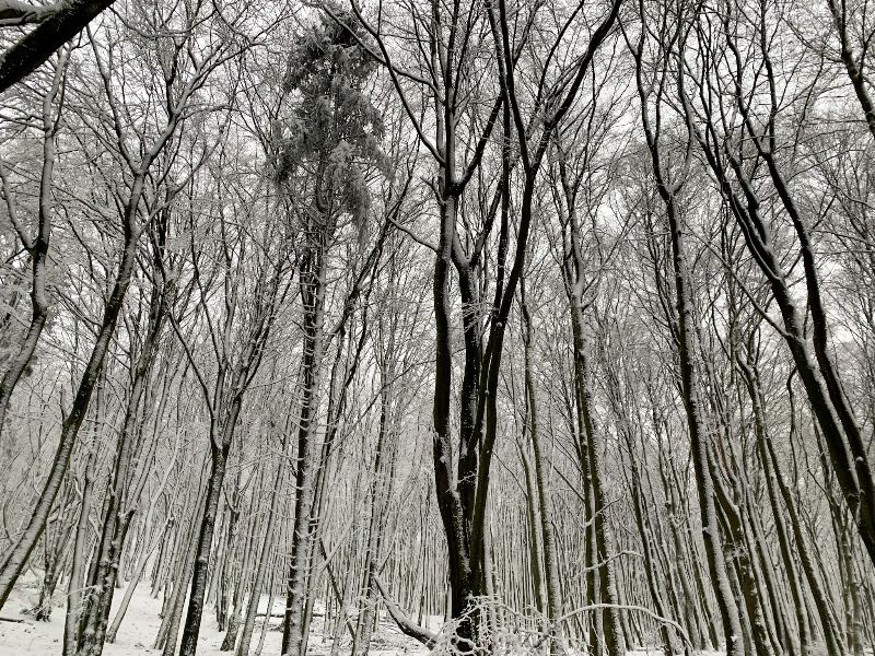 Forest at Erbeskopf, Saarland. Germany