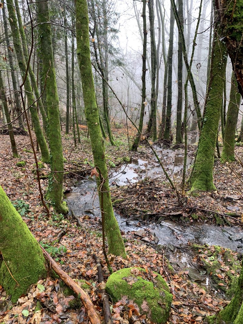 In der Nähe der Saarschleife, Saarland, Deutschland