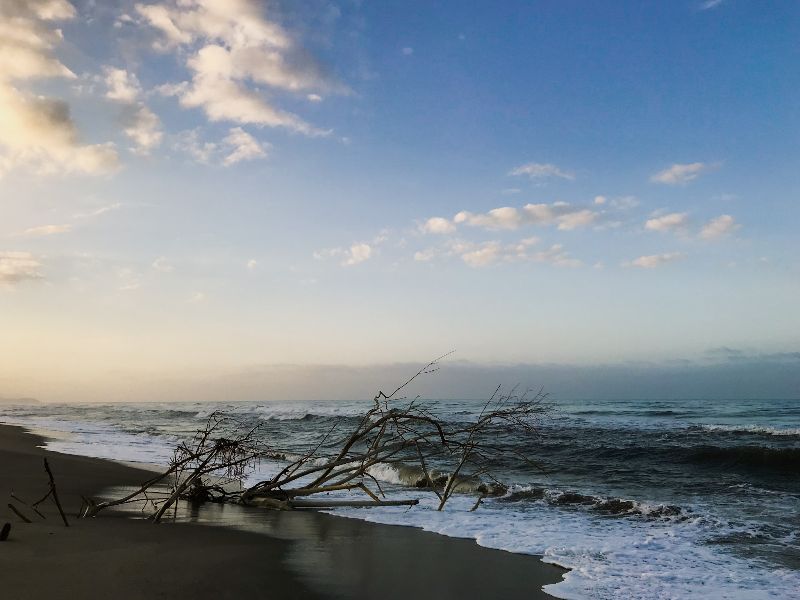 Branches and the sea, Tayrona, Colombia