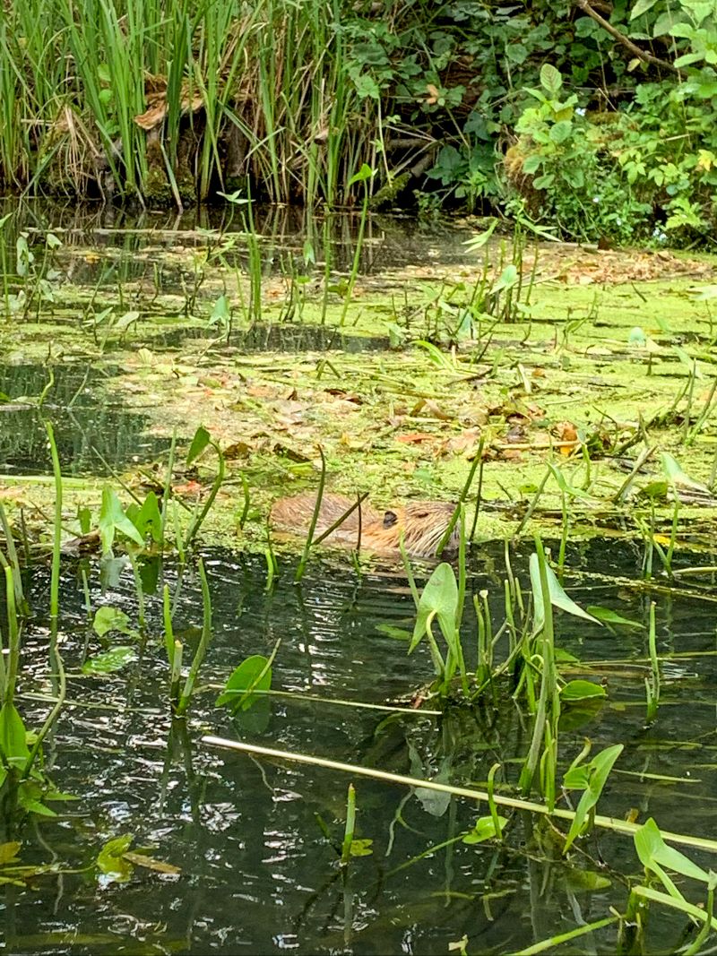 I saw an otter, Lübbenau, Germany
